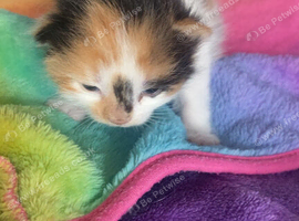 3x kittens for sale