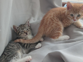 2 kittens