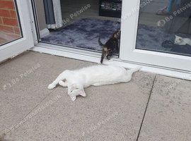 2 kittens for sale