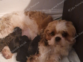 Stunning shih poo puppies