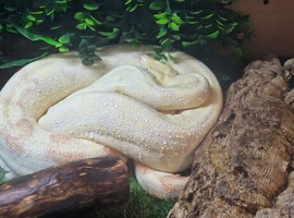 A stunning female Boa