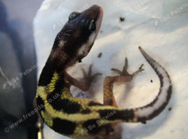 Baby Leopard gecko for sale