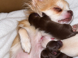 Long haired, apple head chihuahuas!