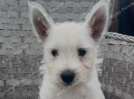 West Highland Terrier Pups ready for new home now