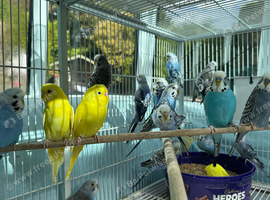 Young budgies (26 BS Rung)