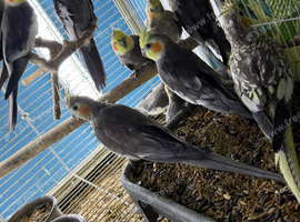 Baby cocktails Glasgow