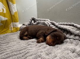 Gorgeous Miniature Dachshunds