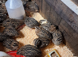 Japanese courtnix quails