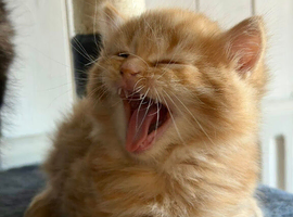 Beautifull kittens