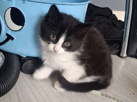 2 kittens