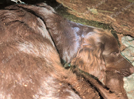 Cocker spaniel