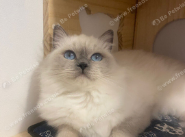 Rag doll cat