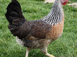 Silver Duckwings