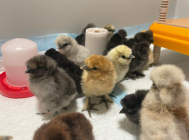 Beautiful Bantam Silkie Chicks