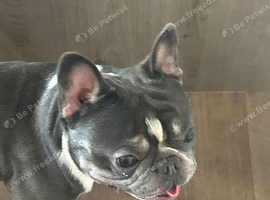 French bull dog Elvis for sale