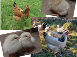 Chicks, Chickens, Cockerels & Hatching Eggs pure breed