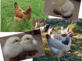 Buff Sussex chicks & Light Sussex Chicks & Hatching Eggs
