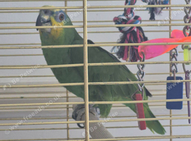 Beautiful  female amazon