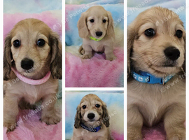 Cream long haired miniatures READY NOW