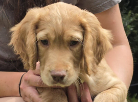 Beautiful working cocker spaniel puppies