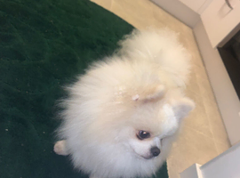 Pomeranian for stud