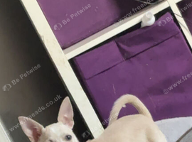 Female chihuahua
