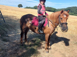 12.2 Dartmoor hill pony for sale
