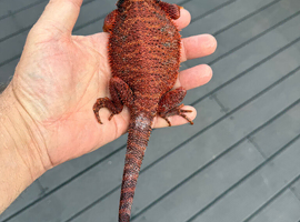 Bearded Dragons