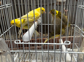 Dimorphic canary&rsquo;s for sale