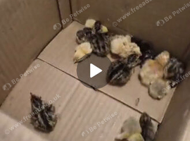 Courtinex quail chicks