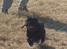 Frenchie cross British bulldog