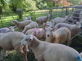 Lleyn Purebred Ram Lambs 12 Weeks Old