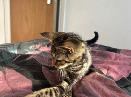 Female tabby kitten