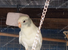 Three Kakariki siblings
