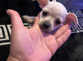 Stunning cutie chihuahua puppies
