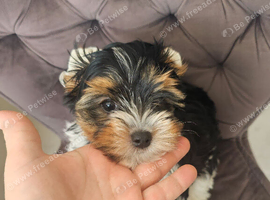 Price negotiable.Yorkshire terrier girl 11 weeks