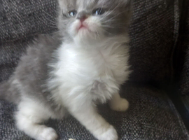 Long haired kitten baby girl