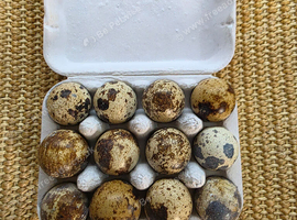 Jumbo Coturnix Quail hatching eggs