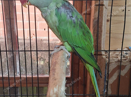 Wanted female alexandrine parakeet