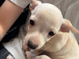 Chihuahua whippet cross