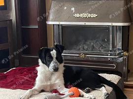 Rehome