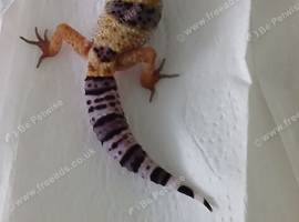 2026 hypo tangrine leopard geckos