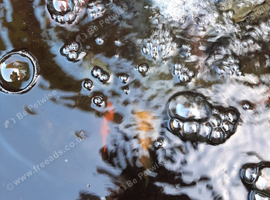 Goldfish outdoor beautiful colours Large sizes 8 in total all healthy