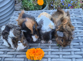 Beautiful Baby Guinea Pig Sows