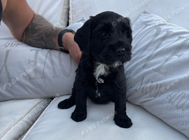 Cavalier spaniel x Kerry blue