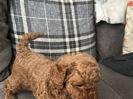 Dark apricot toy poodle kc registered