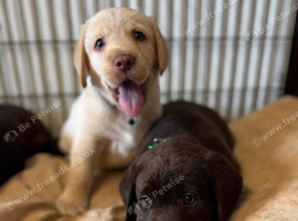 Labrador puppies