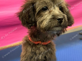 Gorgeous Cockapoo for sale!