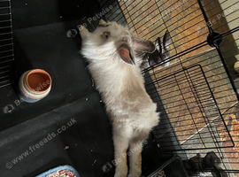 Lionhead/giant lop