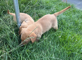 Labrador puppies